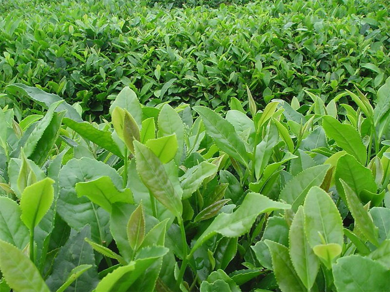 中国农业的出路：从1．0向4．0演进