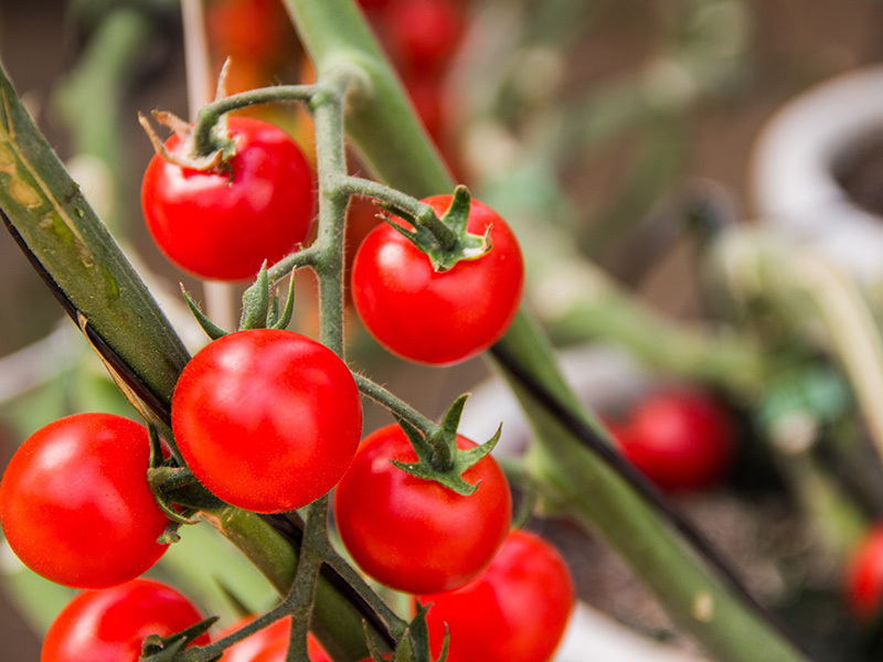 有机肥和无机肥有哪些地方不同？